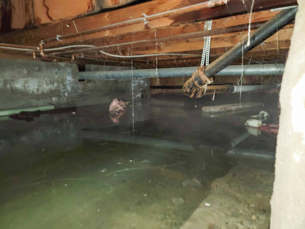 Best Water damage cleanup near me  in Springfield, GA