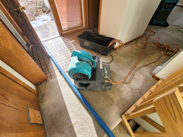 Best Mold removal after water damage  in Springfield, GA